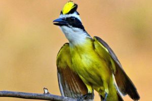 brazilian, Wild, Birds, Brazil