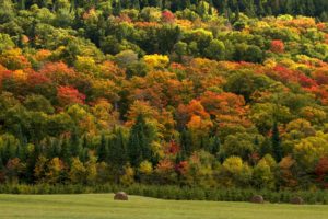 forest, Nature, Hay, Fall, Field, Trees, Autumn