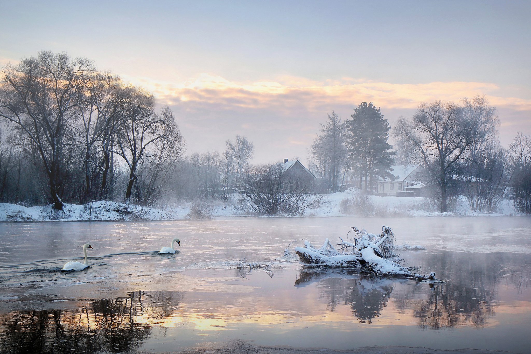 house, Lake, Swan, Trees, Winter, Winter Wallpaper