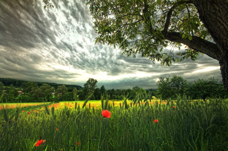 nature, Trees, Clouds, Sky, Grass, Meadow, Flowers HD Wallpaper Desktop Background