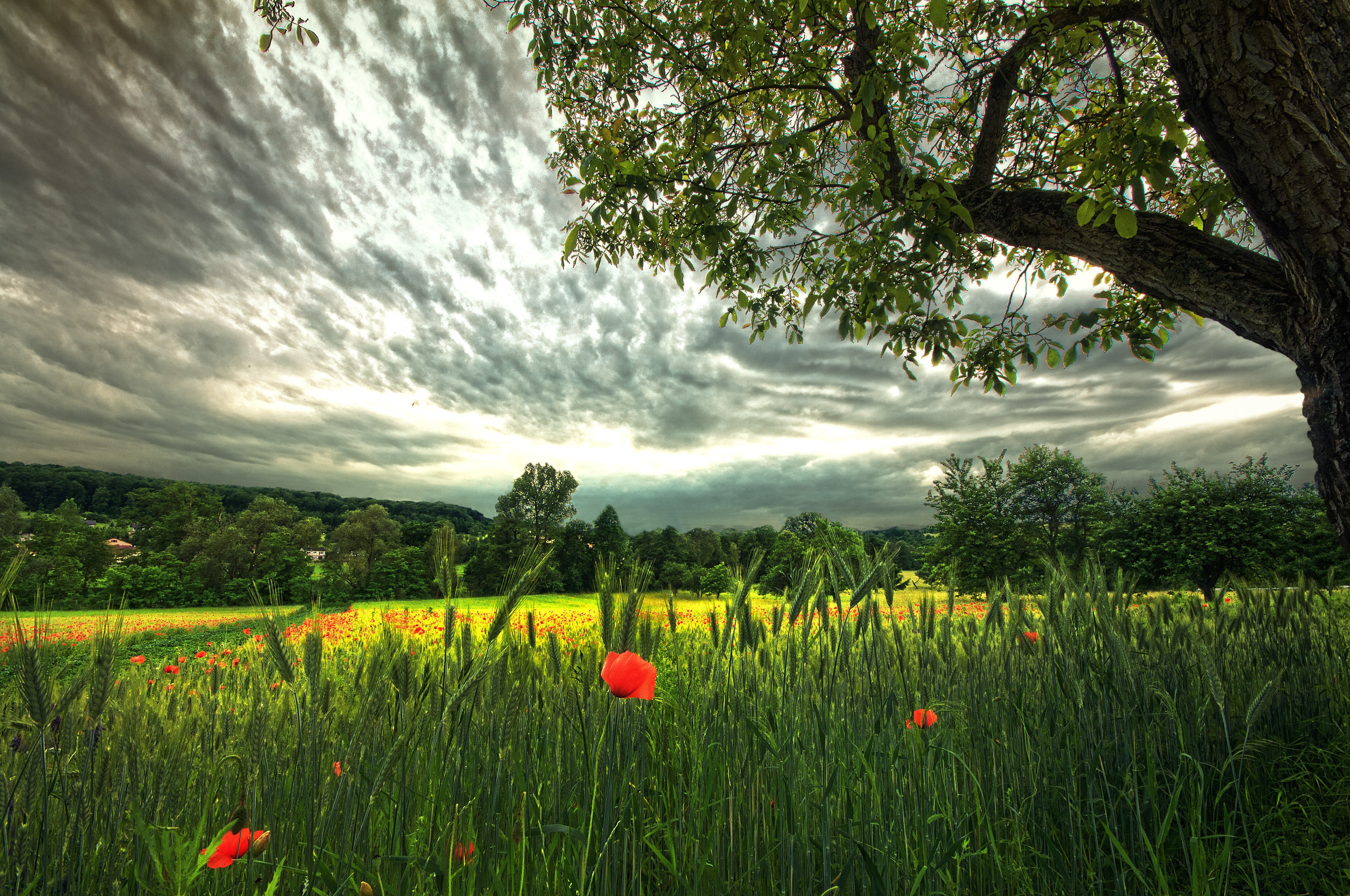 nature, Trees, Clouds, Sky, Grass, Meadow, Flowers Wallpaper