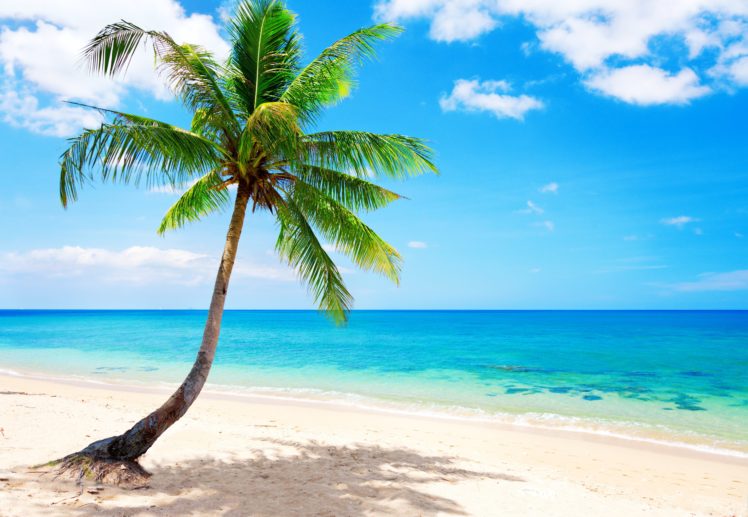 palm, Paradise, Emerald, Ocean, Tropical, Coast, Blue, Beach, Sea HD Wallpaper Desktop Background
