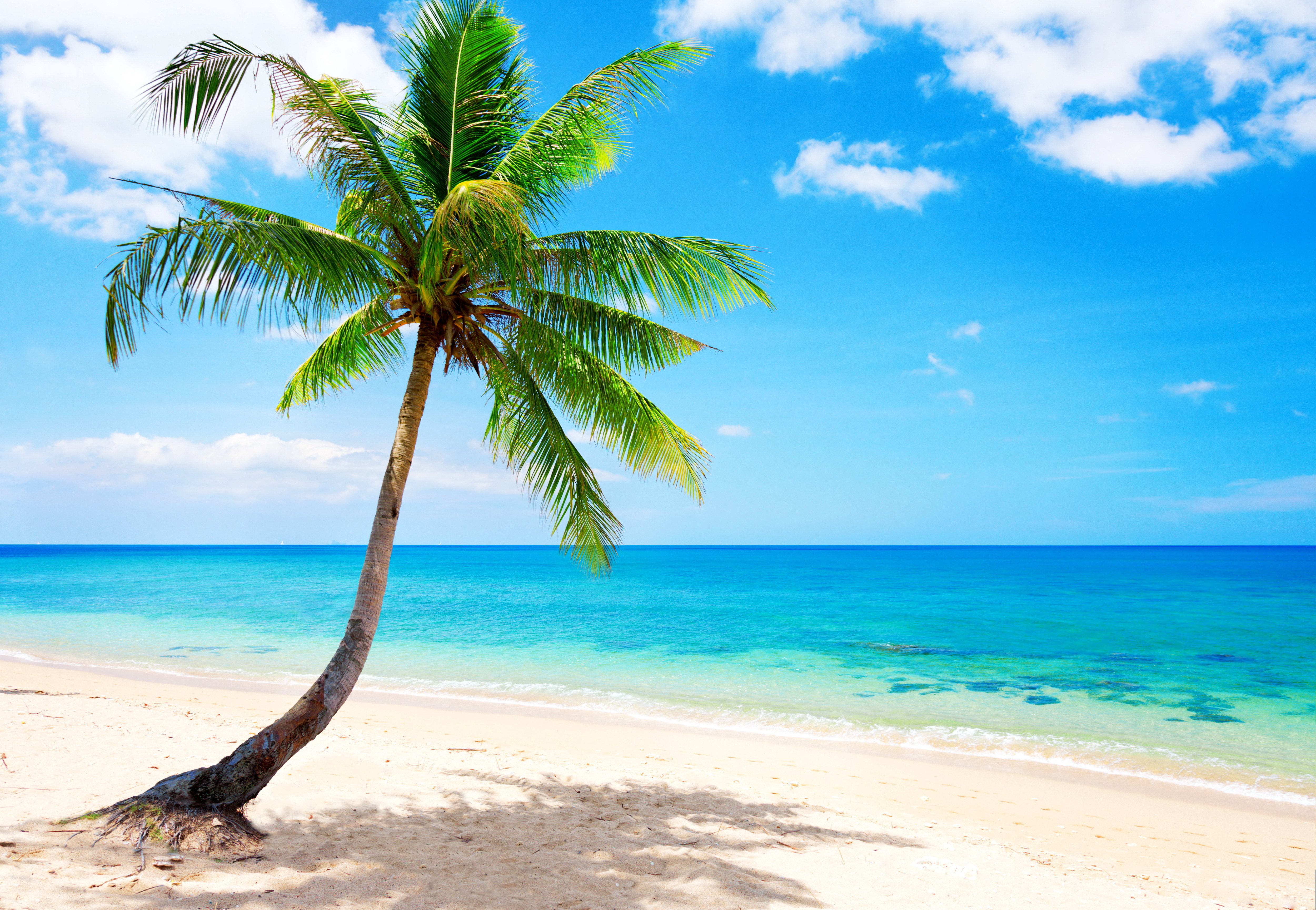 palm, Paradise, Emerald, Ocean, Tropical, Coast, Blue, Beach, Sea Wallpaper