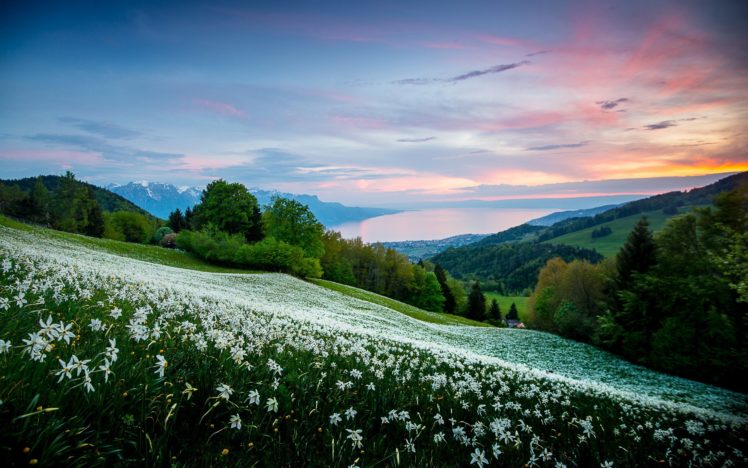 sunset, Mountains, Landscape, Flowers HD Wallpaper Desktop Background
