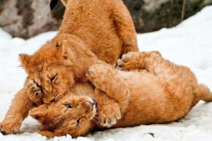big, Cats, Cubs, Games, Snow, Lion