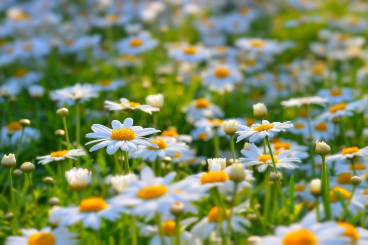 nature, Summer, Daisy, Bloom, Beauty HD Wallpaper Desktop Background