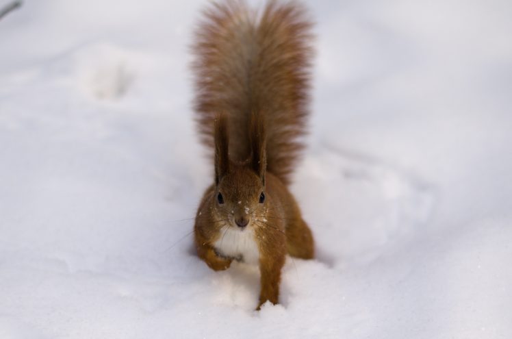 fluffy, Snow, Tail, Red, Squirrel, Winter HD Wallpaper Desktop Background