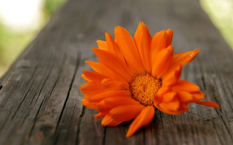 orange, Flower HD Wallpaper Desktop Background
