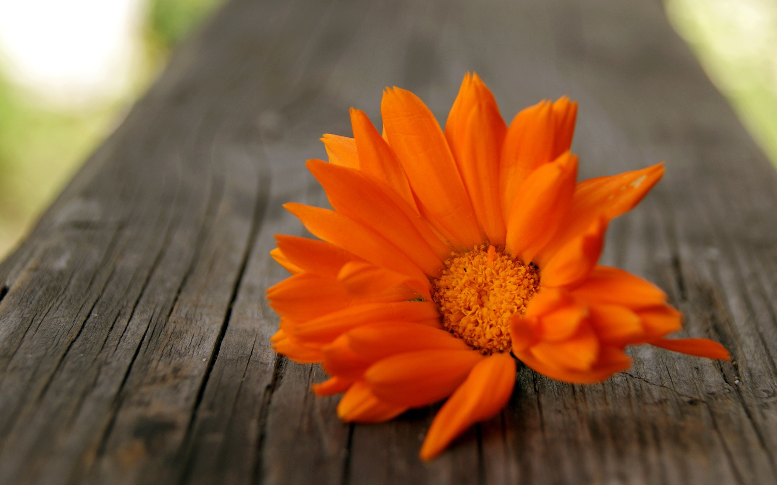 orange, Flower Wallpaper