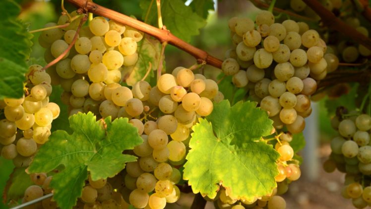 grapes HD Wallpaper Desktop Background