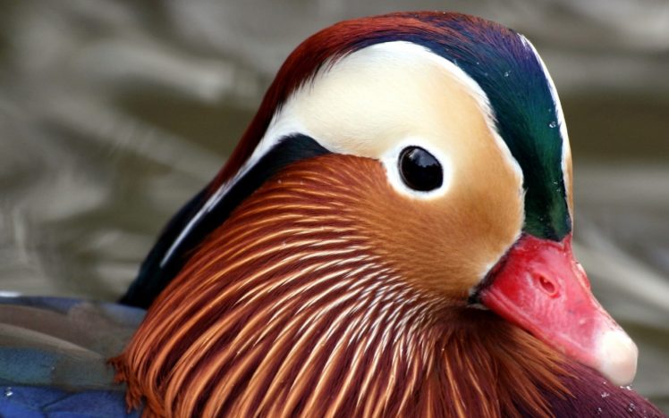mandarin, Duck, Bird, Ducks,  1 HD Wallpaper Desktop Background