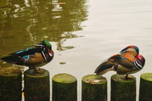 mandarin, Duck, Bird, Ducks,  3