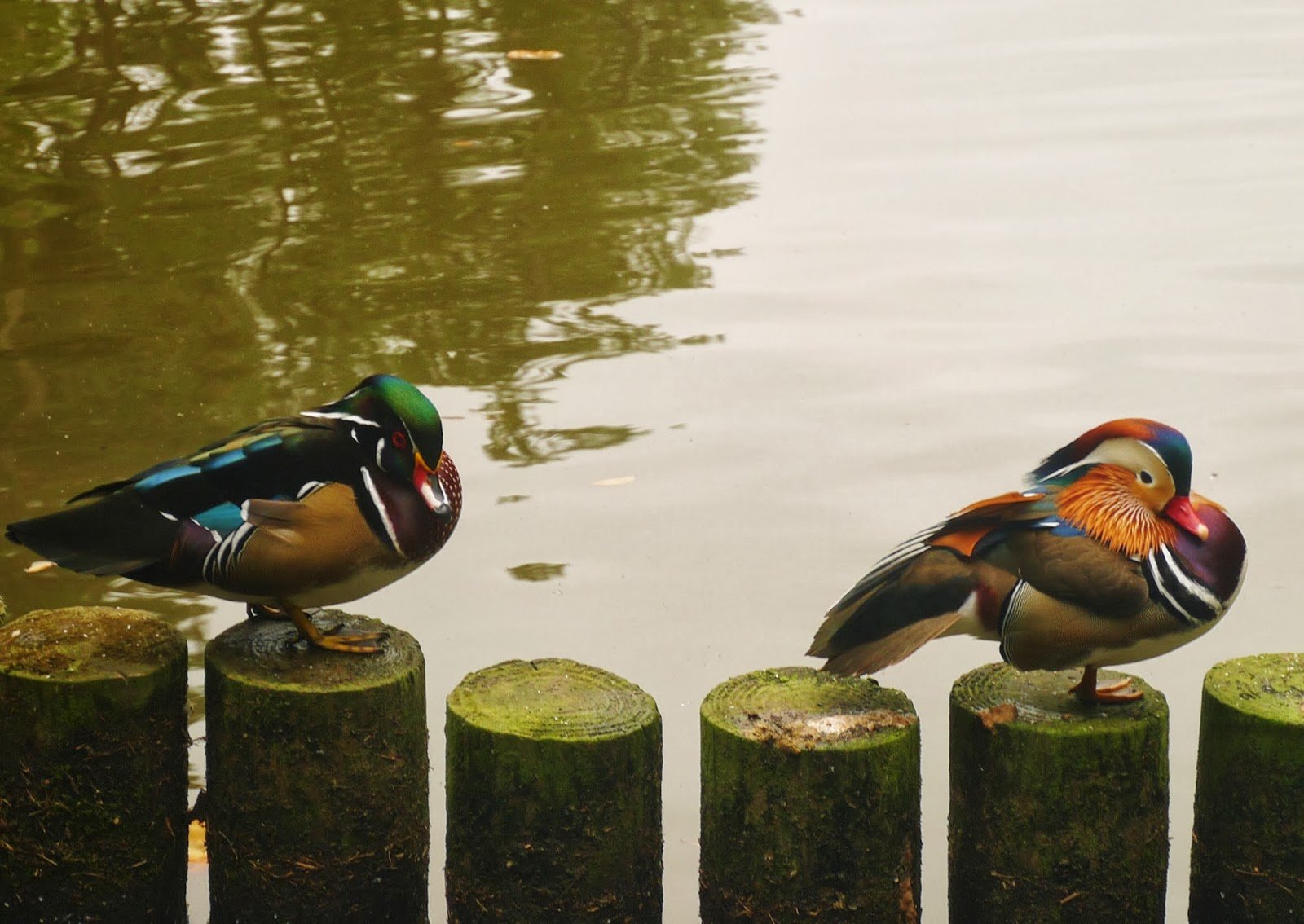 mandarin, Duck, Bird, Ducks,  3 Wallpaper
