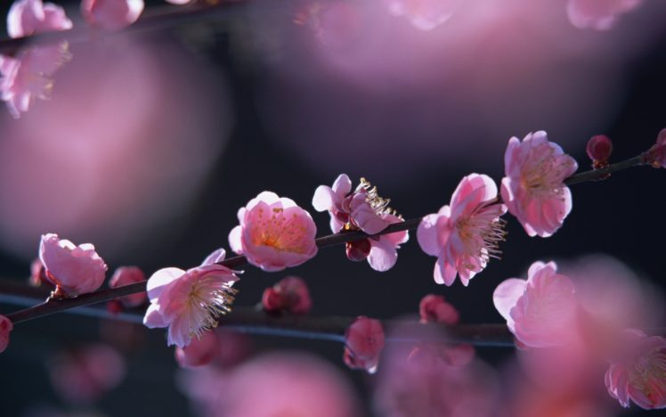 pink, Flowers, In, Springtime HD Wallpaper Desktop Background