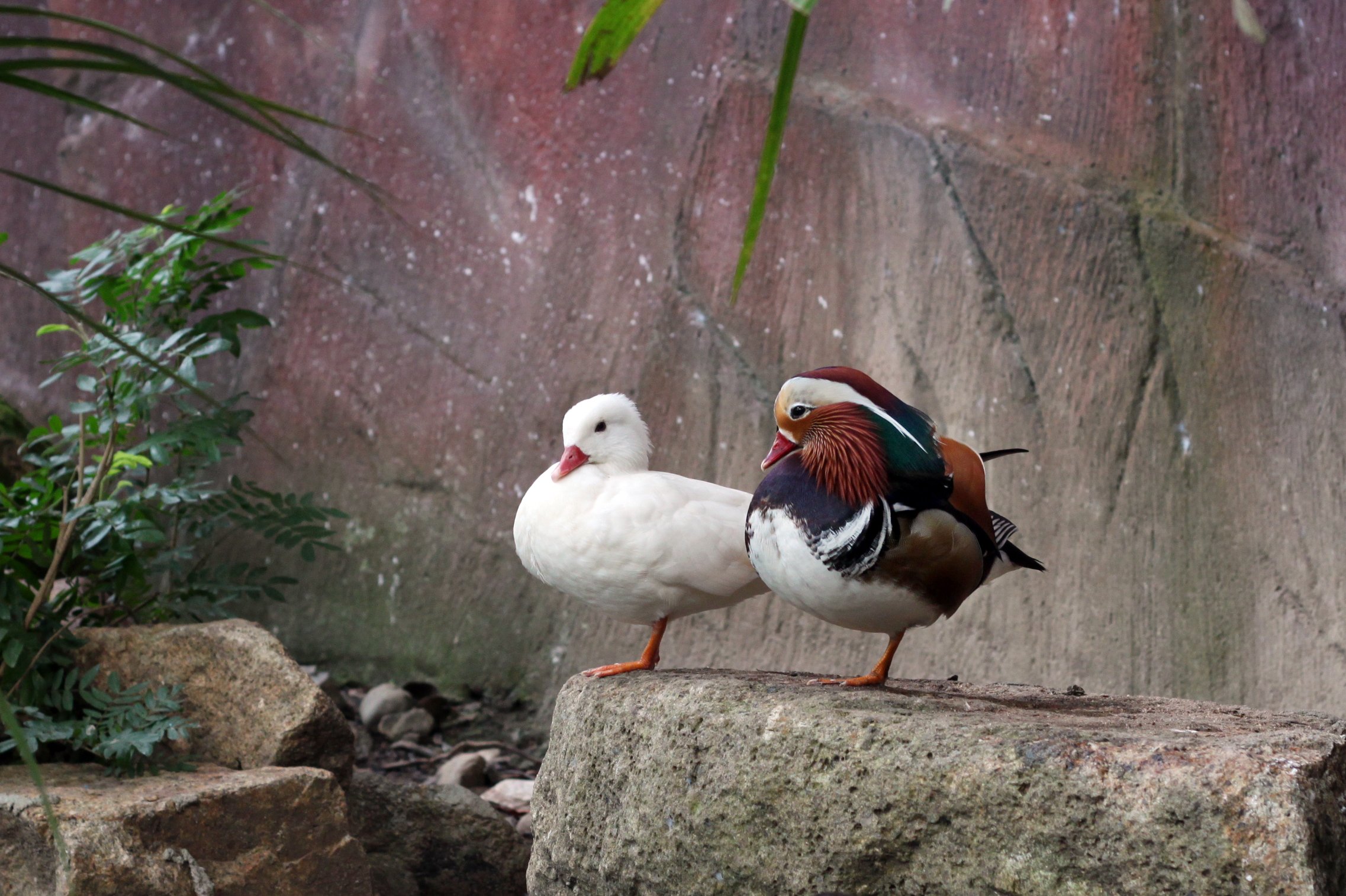 mandarin, Duck, Bird, Ducks,  8 Wallpaper