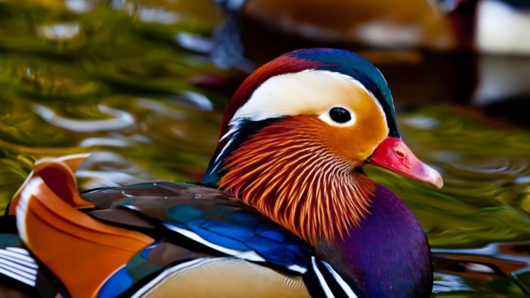 mandarin, Duck, Bird, Ducks,  15 HD Wallpaper Desktop Background