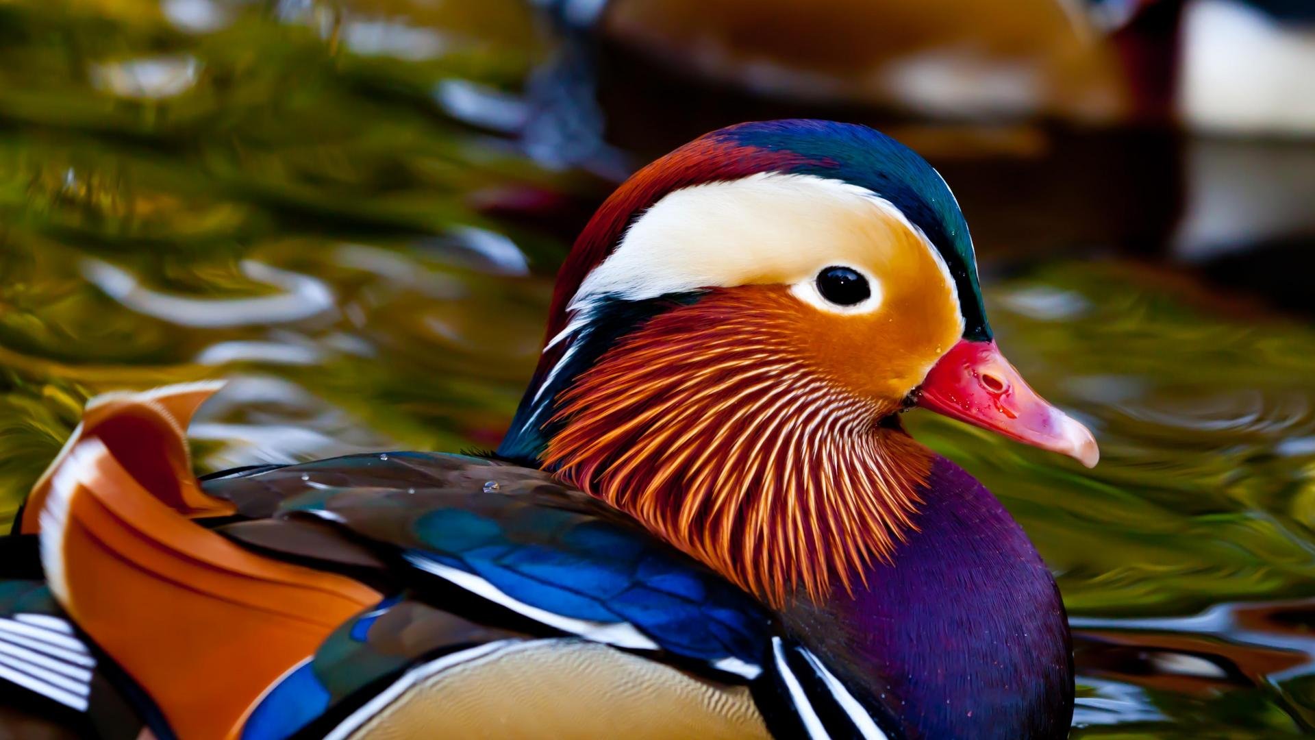 mandarin, Duck, Bird, Ducks,  15 Wallpaper