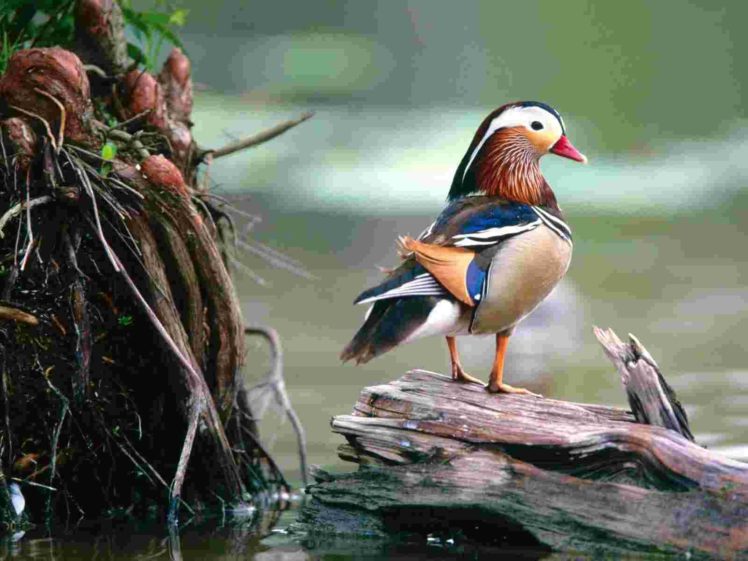 mandarin, Duck, Bird, Ducks,  17 HD Wallpaper Desktop Background