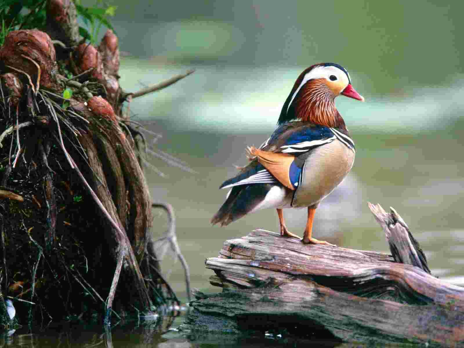mandarin, Duck, Bird, Ducks,  17 Wallpaper