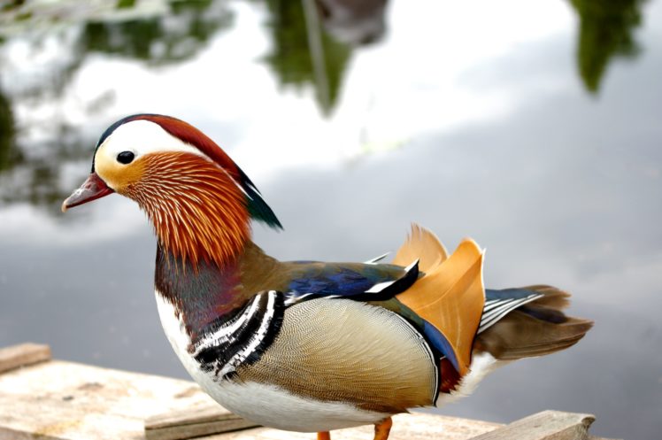 mandarin, Duck, Bird, Ducks,  14 HD Wallpaper Desktop Background