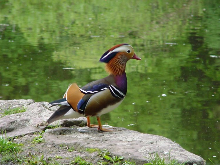 mandarin, Duck, Bird, Ducks,  19 HD Wallpaper Desktop Background