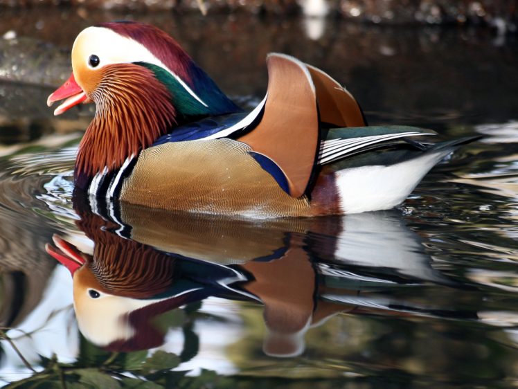 mandarin, Duck, Bird, Ducks,  23 HD Wallpaper Desktop Background