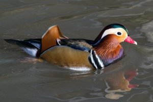 mandarin, Duck, Bird, Ducks,  22