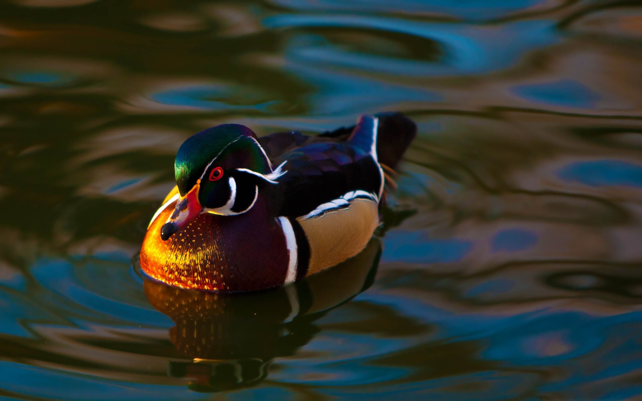 mandarin, Duck, Bird, Ducks,  30 Wallpaper