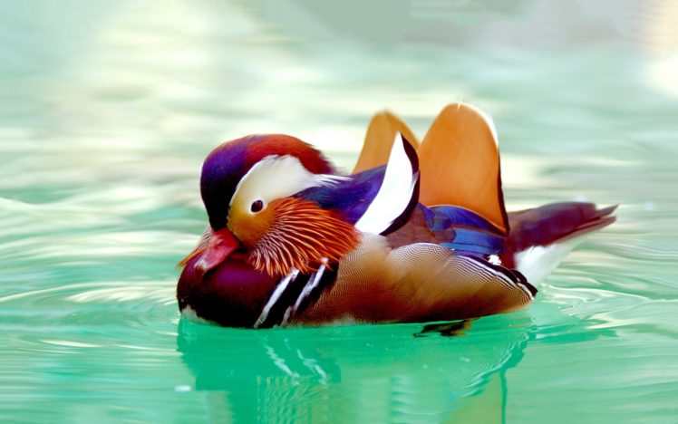 mandarin, Duck, Bird, Ducks,  31 HD Wallpaper Desktop Background