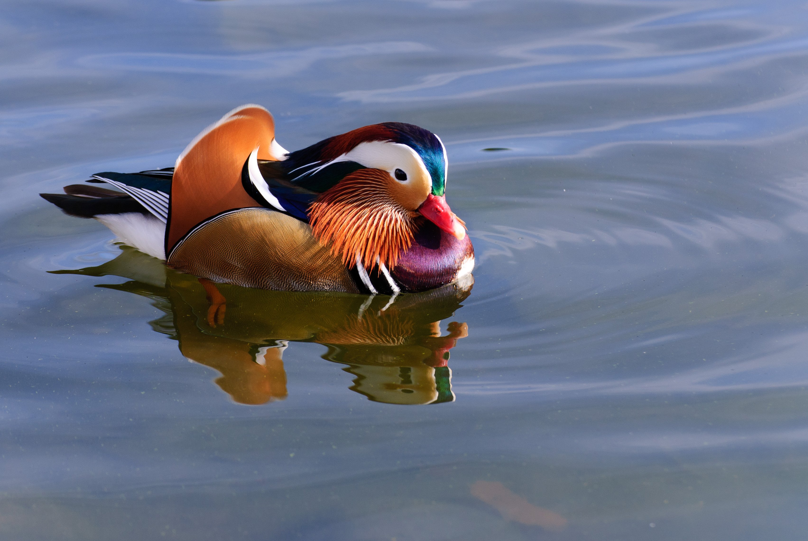 mandarin, Duck, Bird, Ducks,  39 Wallpaper