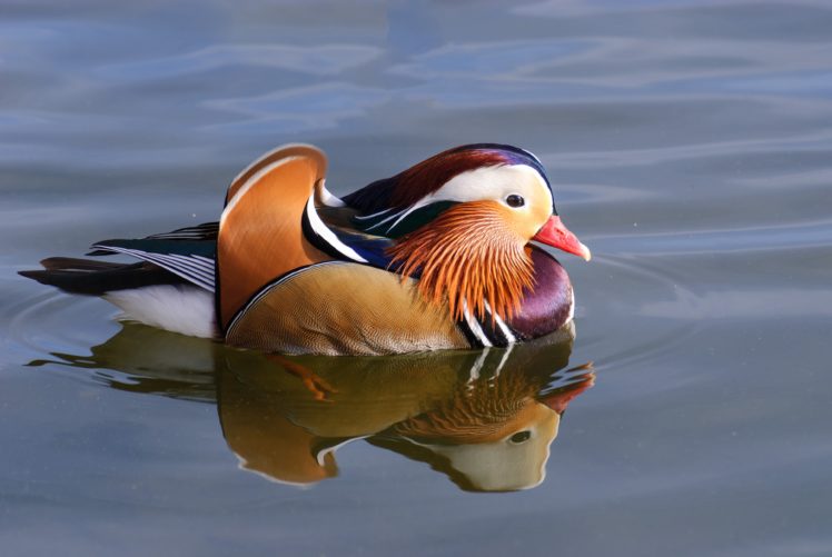 mandarin, Duck, Bird, Ducks,  38 HD Wallpaper Desktop Background