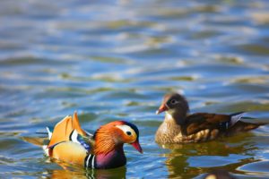 mandarin, Duck, Bird, Ducks,  53