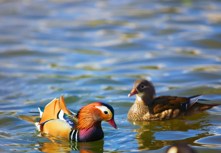 mandarin, Duck, Bird, Ducks,  53 HD Wallpaper Desktop Background