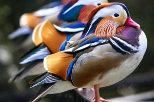 mandarin, Duck, Bird, Ducks,  68