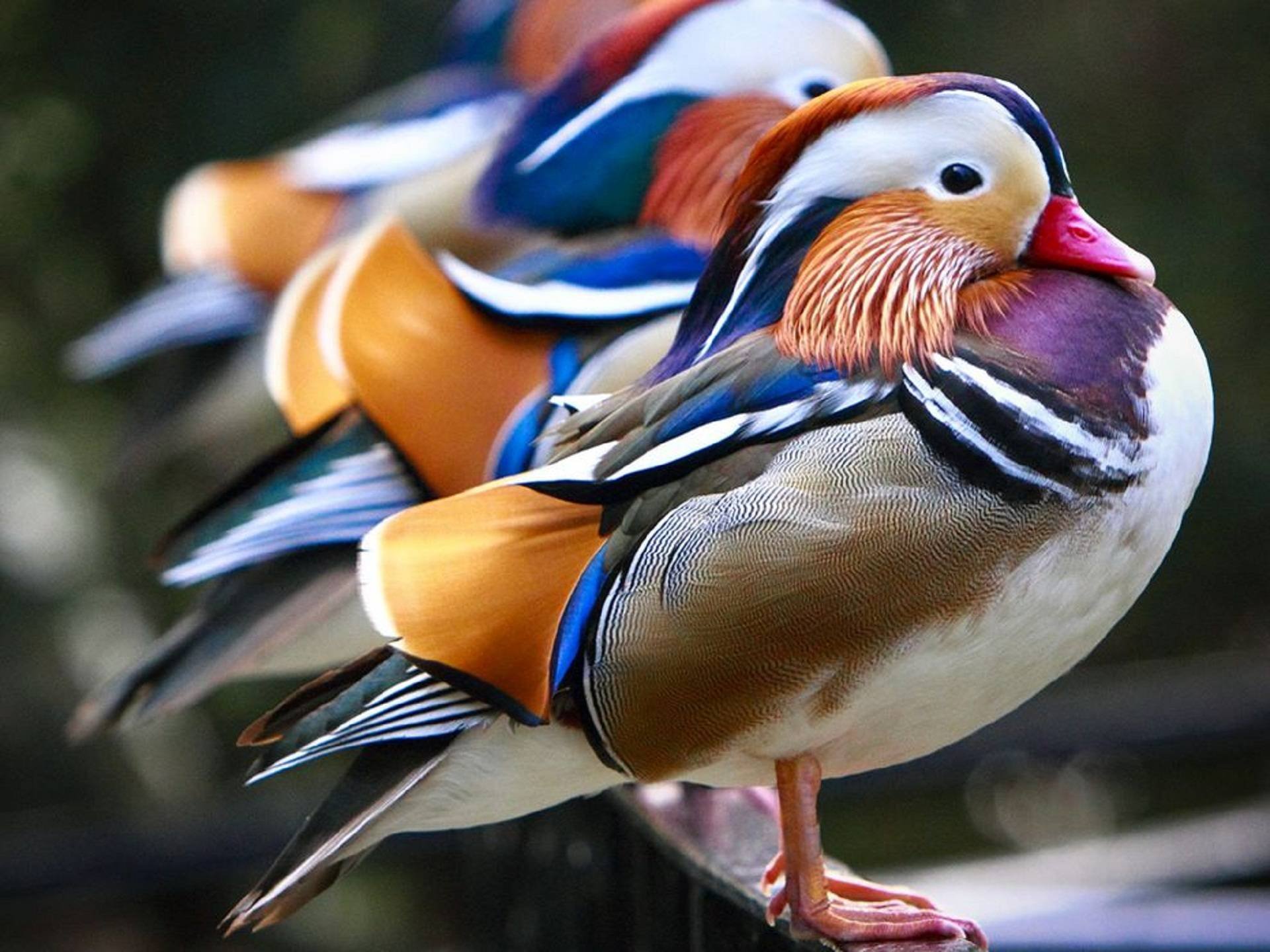 mandarin, Duck, Bird, Ducks, 68 Wallpapers HD / Desktop and Mobile