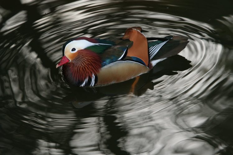 mandarin, Duck, Bird, Ducks,  69 HD Wallpaper Desktop Background