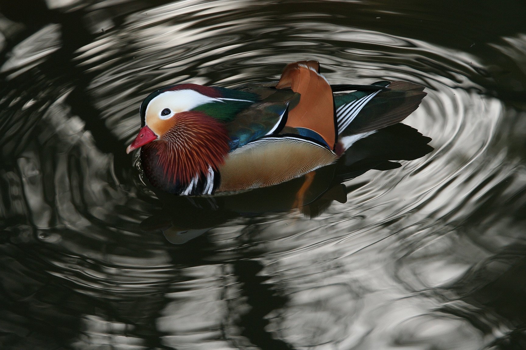 mandarin, Duck, Bird, Ducks,  69 Wallpaper