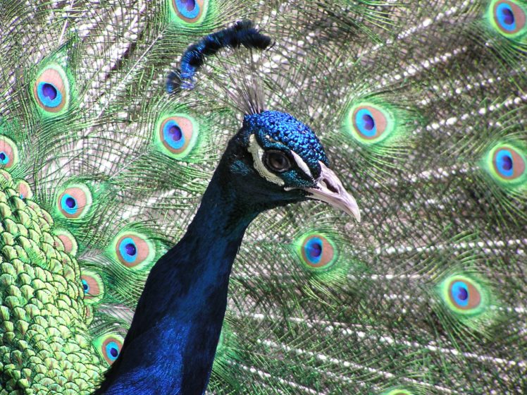 peacock, Bird, Colorful,  4 HD Wallpaper Desktop Background