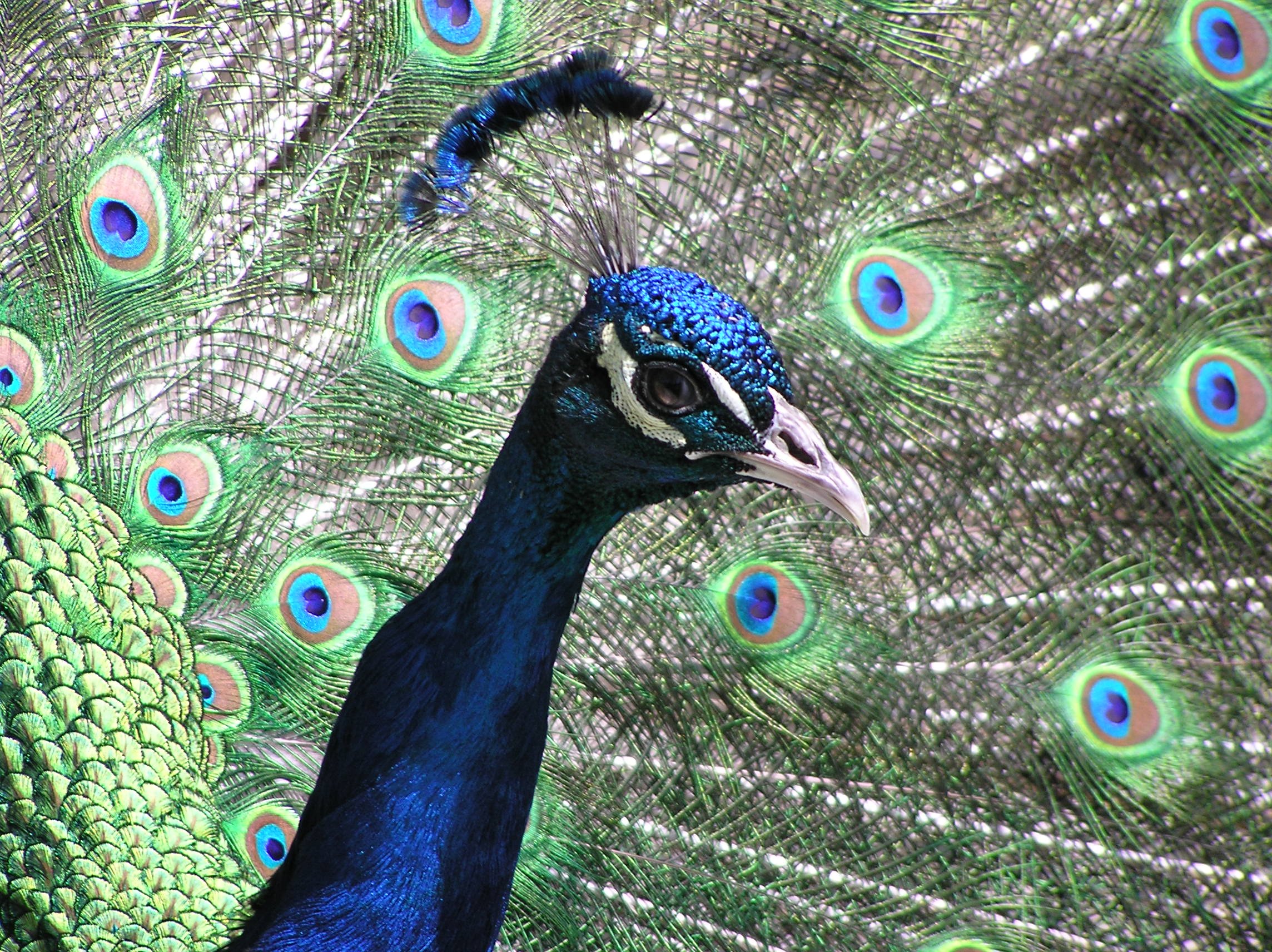 peacock, Bird, Colorful,  4 Wallpaper