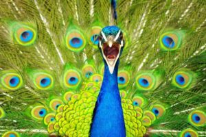 peacock, Bird, Colorful,  3