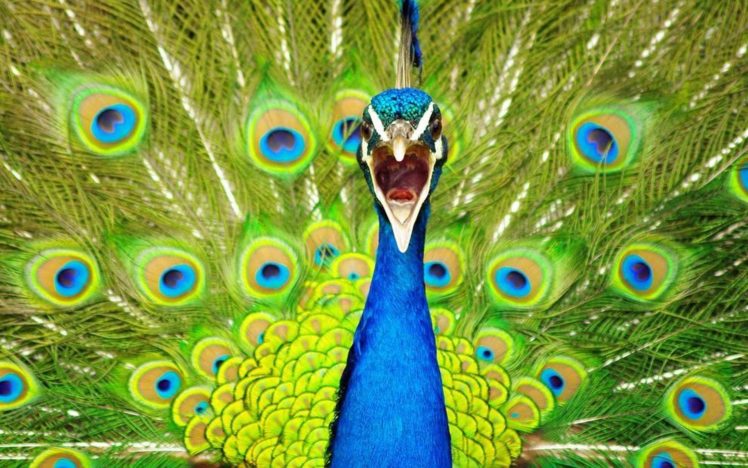 peacock, Bird, Colorful,  3 HD Wallpaper Desktop Background