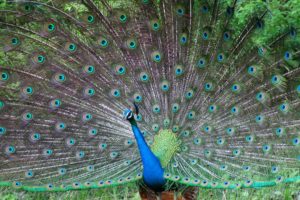 peacock, Bird, Colorful,  10