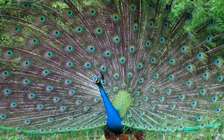 peacock, Bird, Colorful,  10 HD Wallpaper Desktop Background