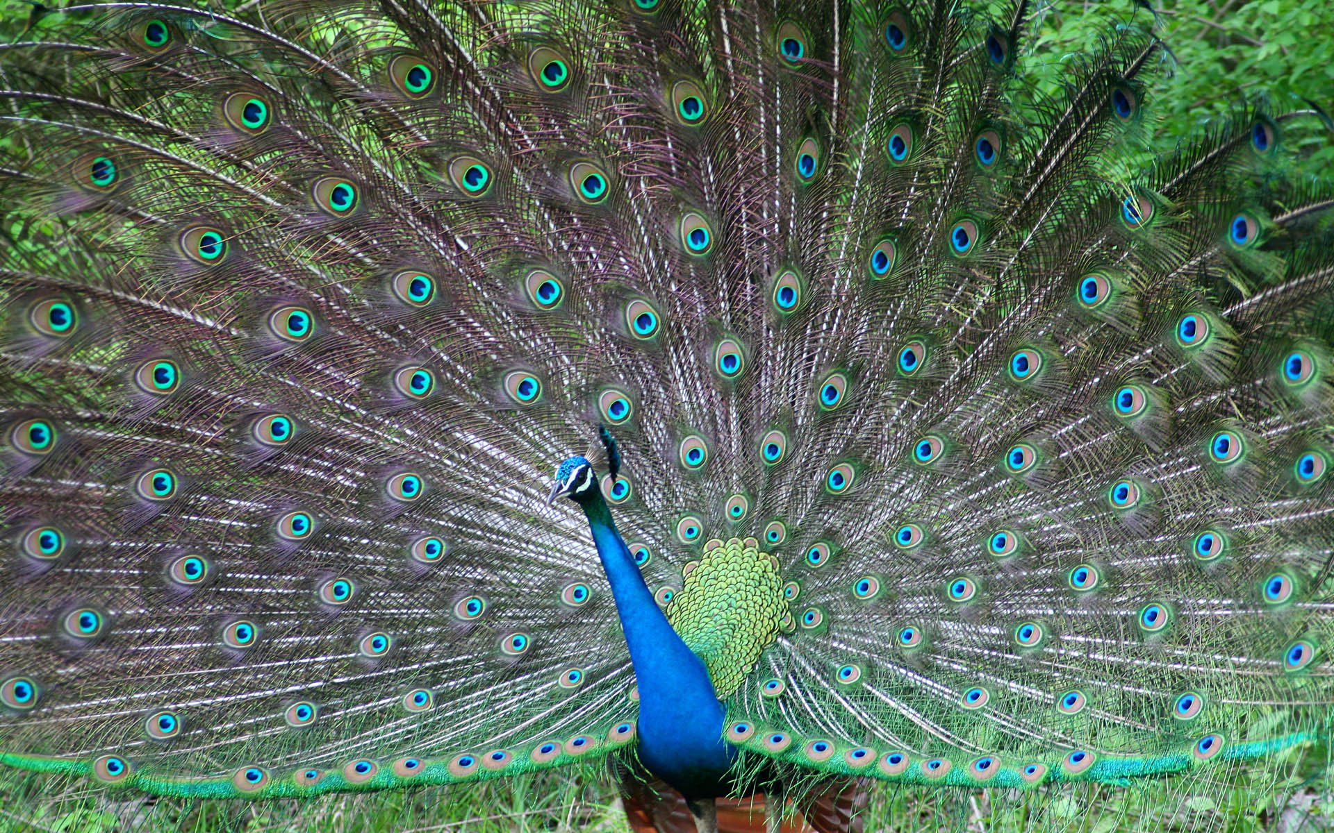 peacock, Bird, Colorful,  10 Wallpaper
