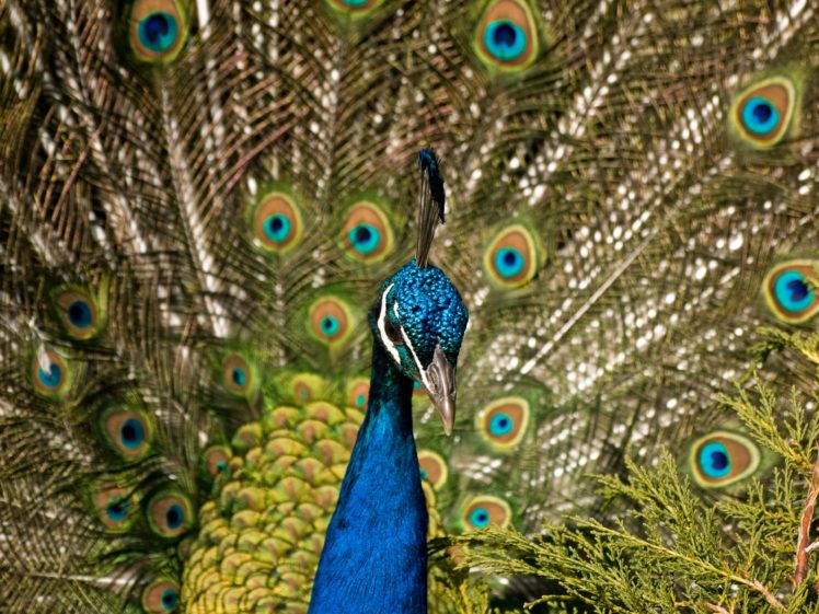 peacock, Bird, Colorful,  8 HD Wallpaper Desktop Background