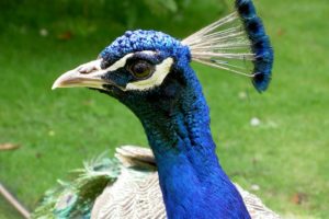 peacock, Bird, Colorful,  20
