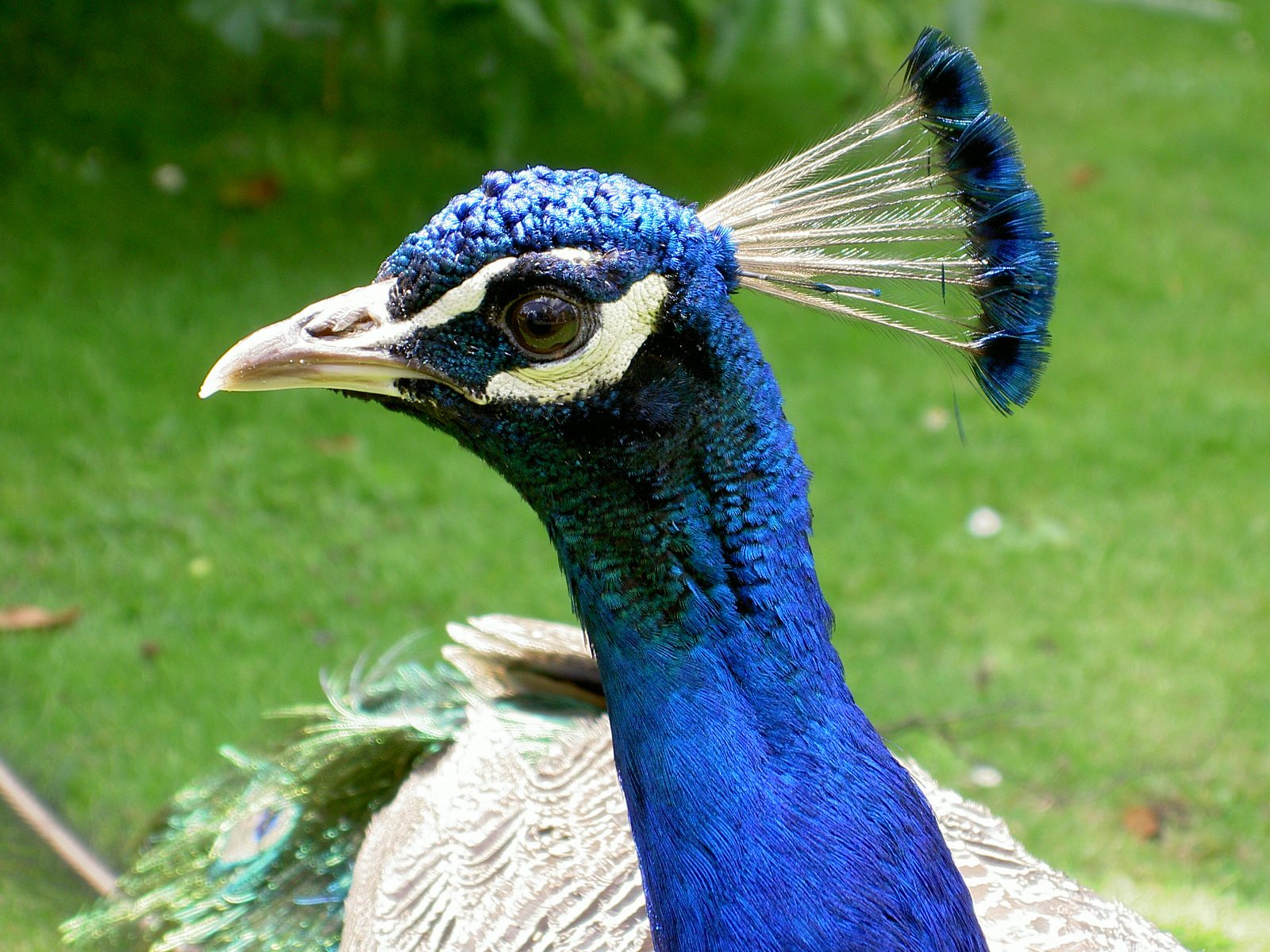 peacock, Bird, Colorful,  20 Wallpaper
