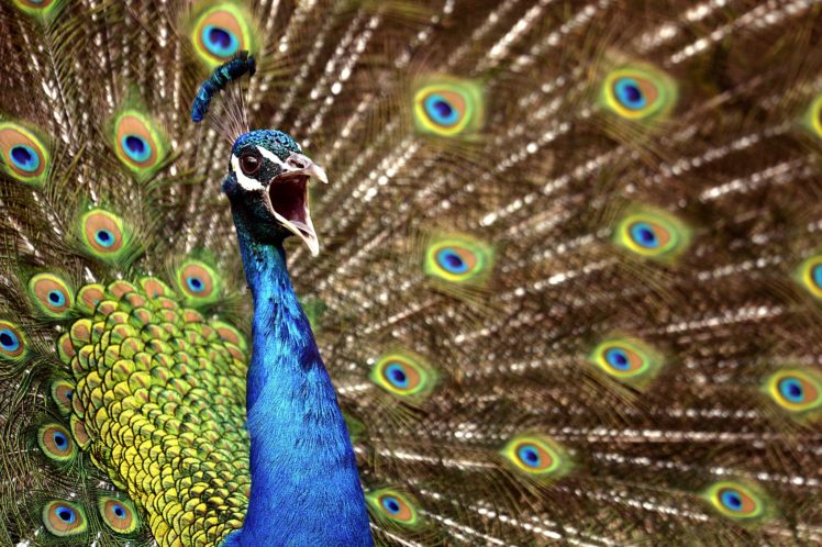 peacock, Bird, Colorful,  17 HD Wallpaper Desktop Background