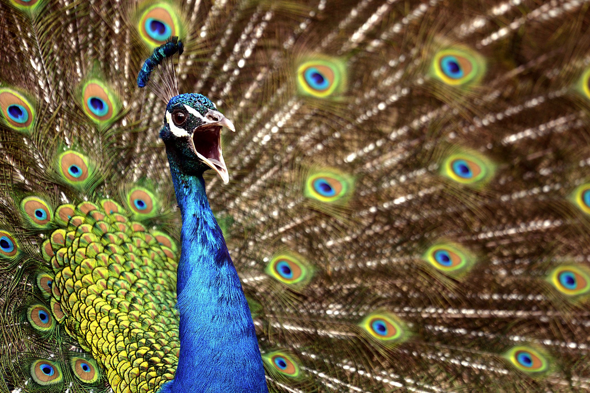 peacock, Bird, Colorful,  17 Wallpaper