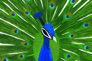 peacock, Bird, Colorful,  23